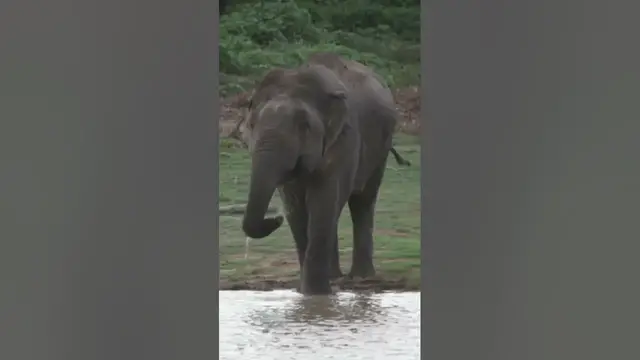 Video thumbnail for Elephant #shorts