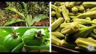 'Video thumbnail for 6 Plants That Can Help Control High Blood Sugar'