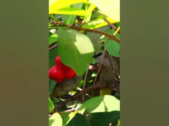 Video thumbnail for Wild bird eat fruit​​​​  #dovebird #smallbird #birds #bird #shortdove #nestdove #babiesdove