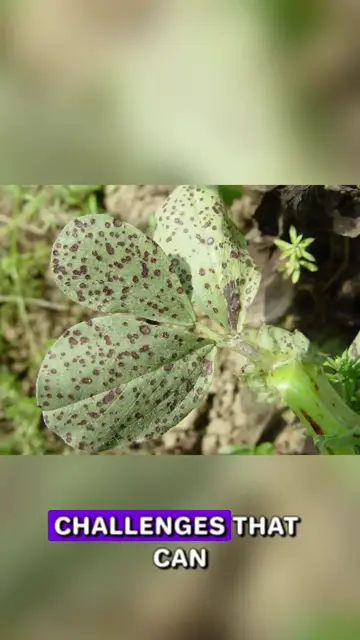 Video thumbnail for Common Fungal Diseases Affecting Broad Beans