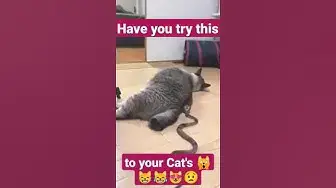 Video thumbnail for Have to Try this with your #cats  #shorts #funnyvideo 😹😸🙀😻