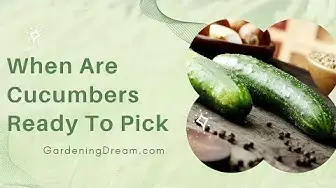 Video thumbnail for When Are Cucumbers Ready To Pick