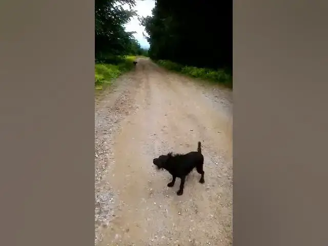 'Video thumbnail for Spaniel training in hot weather'