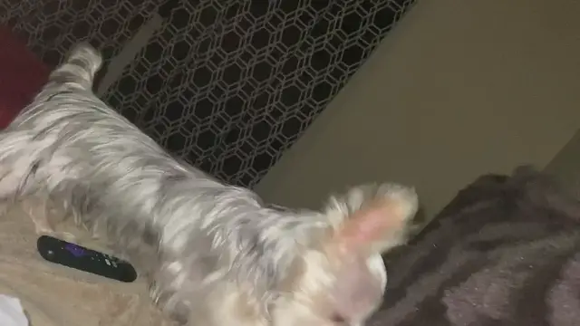 'Video thumbnail for Silky Terrier Dog Breed Playing Around'