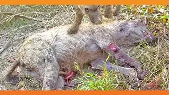 Video thumbnail for 2 Hyenas Brutally Attack Another Hyena