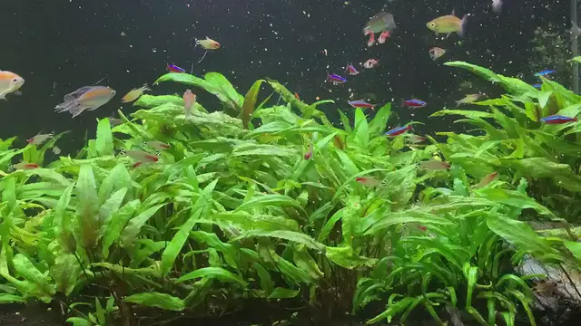 Video thumbnail for Eating Daphnia