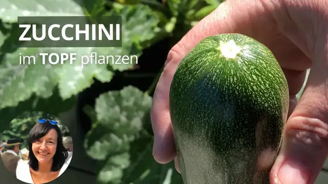 'Video thumbnail for Zucchini im Topf pflanzen - Zucchini im Kübel - Zucchini im Pflanzsack'