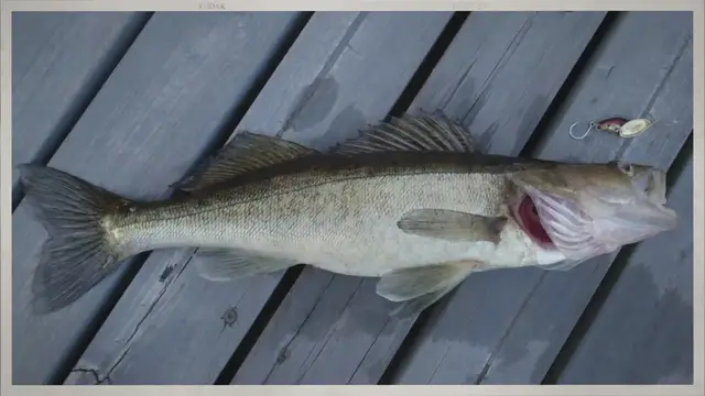 Video thumbnail for What Is the Best Trolling Speed for Walleye?