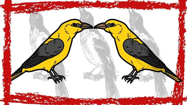 'Video thumbnail for Super cute! Watch the Black-naped Oriole's fascinating sounds and mesmerizing call in this video'