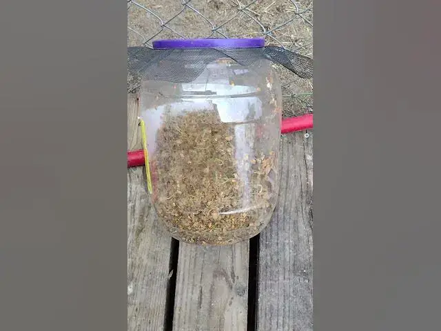 Video thumbnail for How I Grow My Greens For Chickens #Shorts