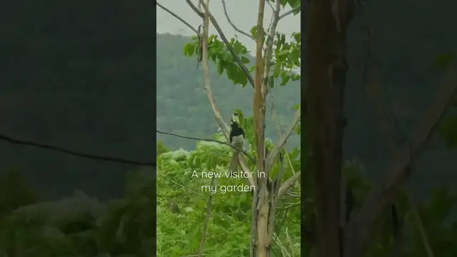 Video thumbnail for My favorite bird Malabar Pied Hornbill in my garden #shorts