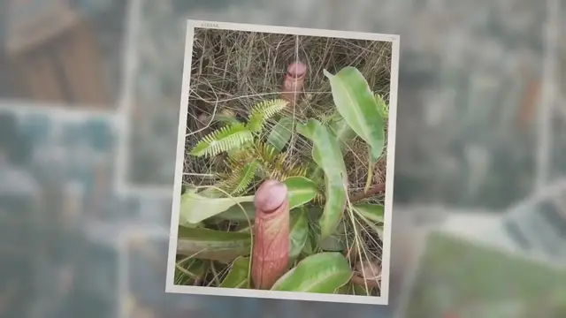 Video thumbnail for Pitcher Plant or ‘Penis Flytrap’