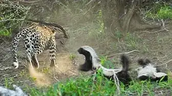 Video thumbnail for Honey Badger Rescues Her Baby from Leopard