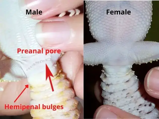 Video thumbnail for How to tell if a leopard gecko is male or female