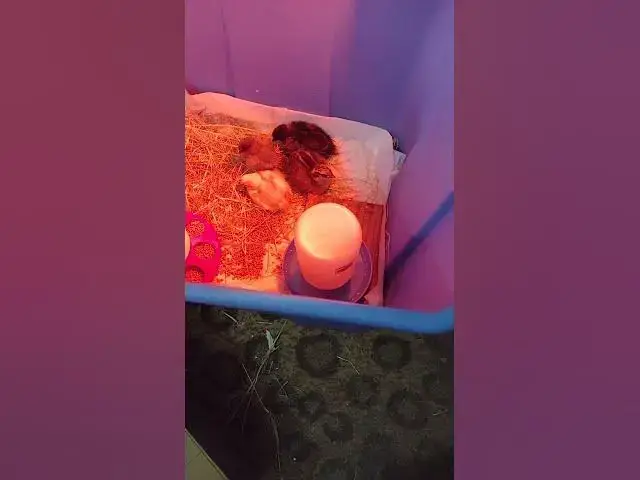 Video thumbnail for Cute Baby Silkie Chicks #Shorts