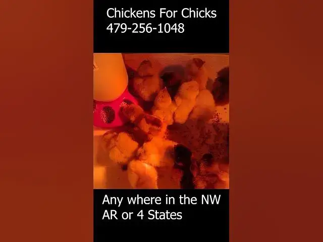 Video thumbnail for Need Chicks #Shorts