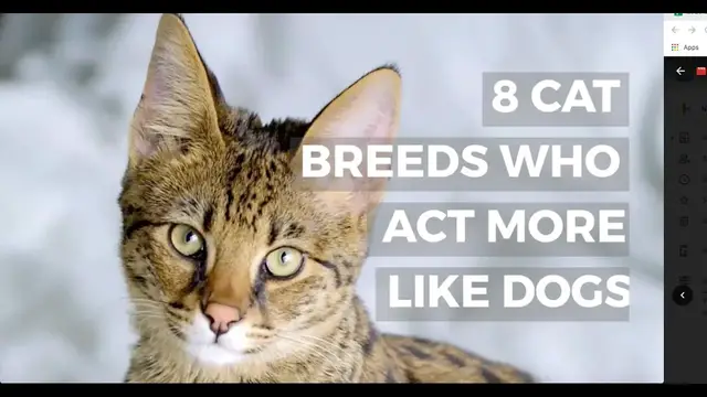 'Video thumbnail for Cat Breeds Who Totally Act More Like Dogs Than Felines'