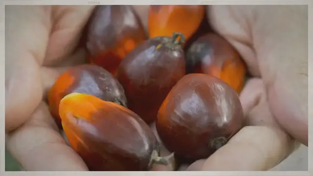 'Video thumbnail for How to start profitable palm oil business in Nigeria: 6 crucial steps'