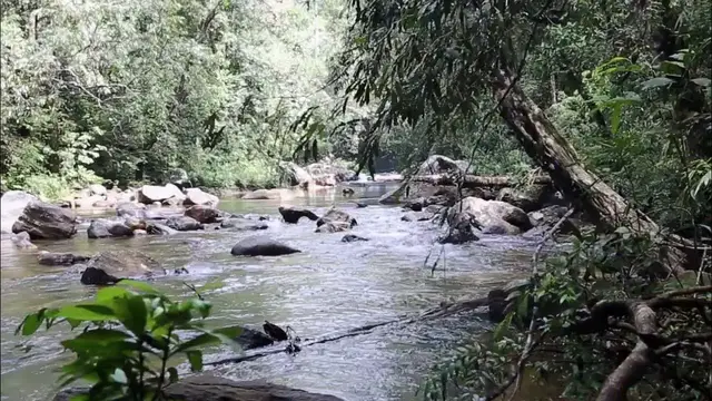 Video thumbnail for Relaxing | Rain Forest Sinharaja | Last viable primary tropical rain forest in Sri Lanka