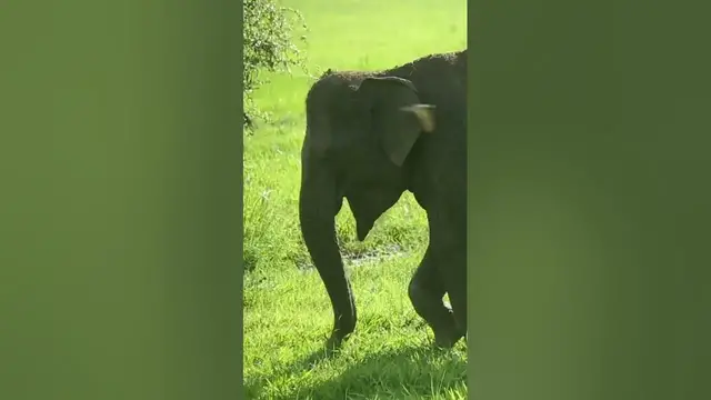 Video thumbnail for Elephant eating grass #shorts