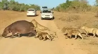 Video thumbnail for Top 5 Best Hippo Sightings Compilation