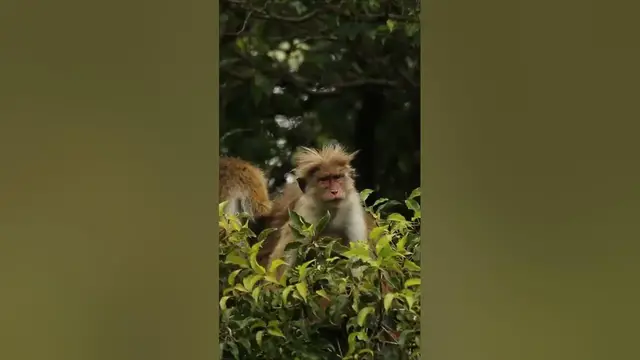 Video thumbnail for Toque monkey /macaque removing  parasites #shorts