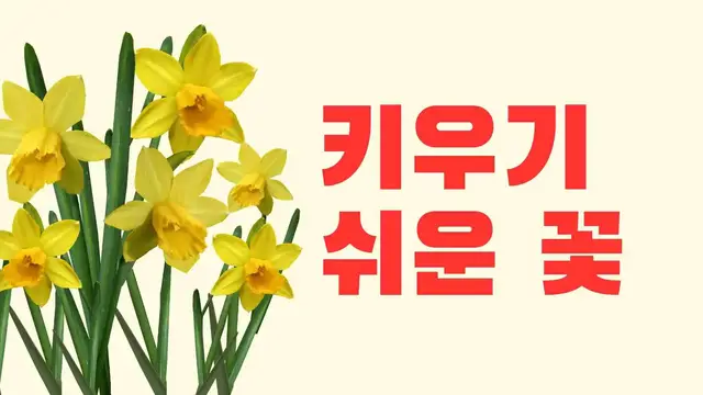 'Video thumbnail for 키우기 쉬운 꽃 화분 15가지 (물주기, 꽃말)'