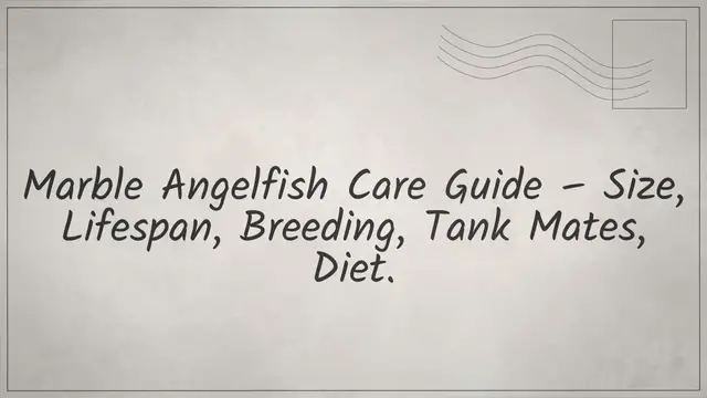 'Video thumbnail for Marble Angelfish Care Guide - Size, Lifespan, Breeding, Tank Mates, Diet'