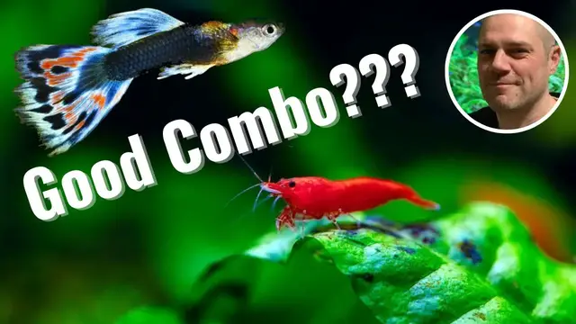 'Video thumbnail for Can Red Cherry Shrimp Live With Guppies? OR WILL THE GUPPIES EAT ALL THE RED CHERRY SHRIMP????'