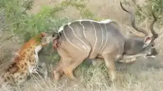 Video thumbnail for 2 Hyenas are Hungry for Kudu