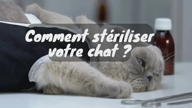 'Video thumbnail for Deux méthodes de stérilisation des chats'
