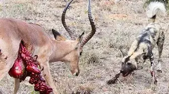 Video thumbnail for Wild Dogs v Impala | Impala Fights Back as Guts Fall Out