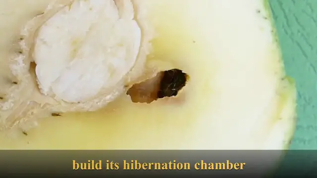 'Video thumbnail for The Mango Pulp Weevil Larva Builds Its Hibernation Chamber'