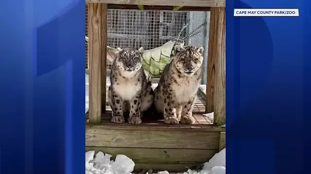 Video thumbnail for Cape May County Zoo mourns loss of two snow leopards