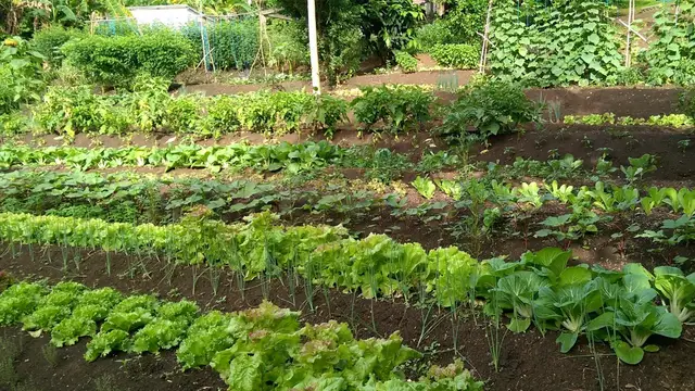 Video thumbnail for How To Start A Permaculture Garden (Simplified)