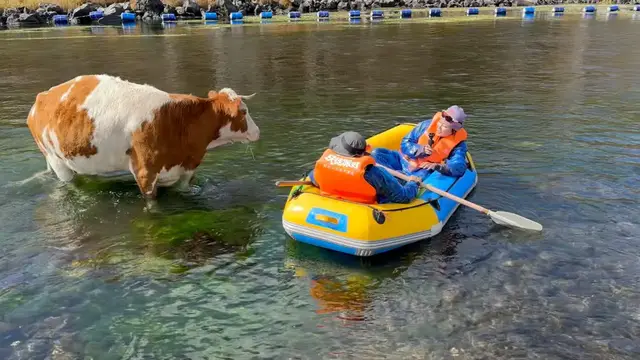 Video thumbnail for Cow Gently Steps Aside for Inflatable Boat on Inner Mongolia River