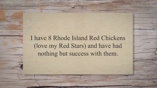 Video thumbnail for PROS And CONS Of Keeping Rhode Island Red Chickens!