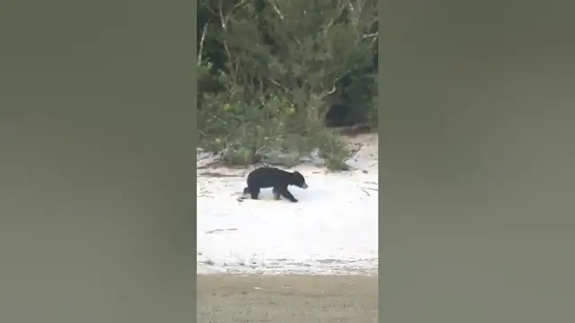 Video thumbnail for Sri Lankan sloth bear walking through white sands of Wilpattu #shorts