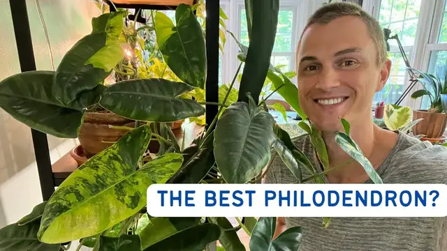 Video thumbnail for My Favorite PHILODENDRON Houseplant! Burle Marx - How to Grow & Propagate