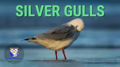 'Video thumbnail for Silver Gulls Preening And Resting'