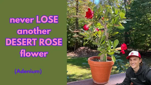 Video thumbnail for DESERT ROSE - No More Flower Buds Dropping Before Opening - Pro Tip (Adenium sp.)