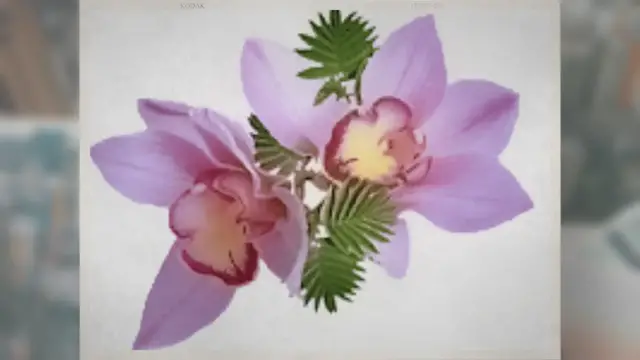 'Video thumbnail for Houseplants Pro is Encyclopedia of Indoor House Plants'