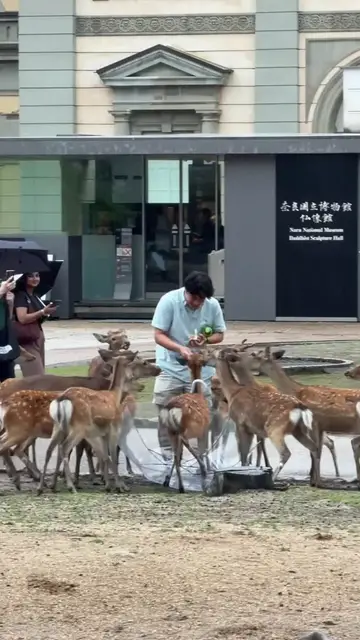Video thumbnail for Playful Nara Deer Surround Tourists in the Rain