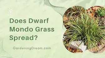 Video thumbnail for Does Dwarf Mondo Grass Spread?