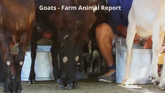 Video thumbnail for Milking Goats into Pail