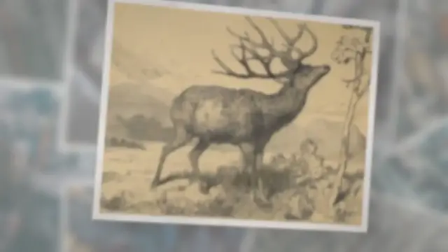 'Video thumbnail for Schomburgk’s Deer'