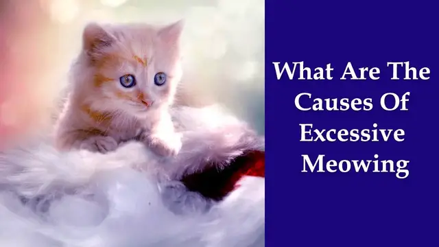 Video thumbnail for What Are The Causes Of Excessive Meowing