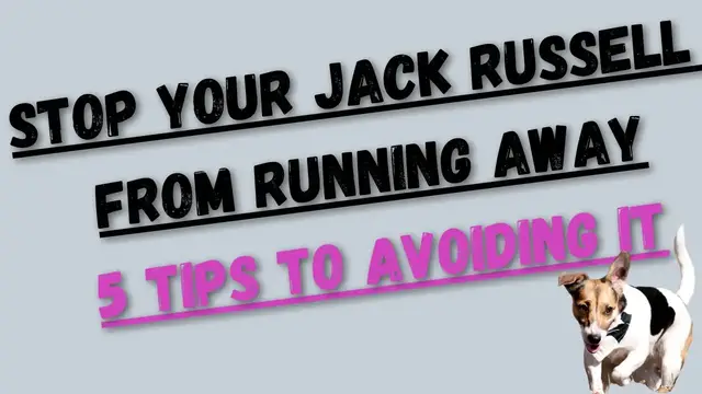 Video thumbnail for Here is How To Stop A Jack Russell From Running Away