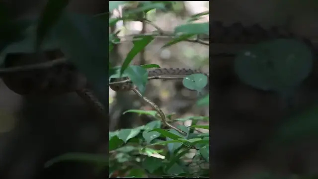 Video thumbnail for Snake #shorts