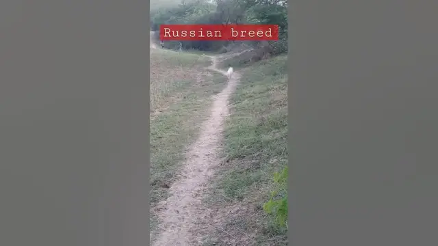 'Video thumbnail for Russian dog Breed #dog #shorts'